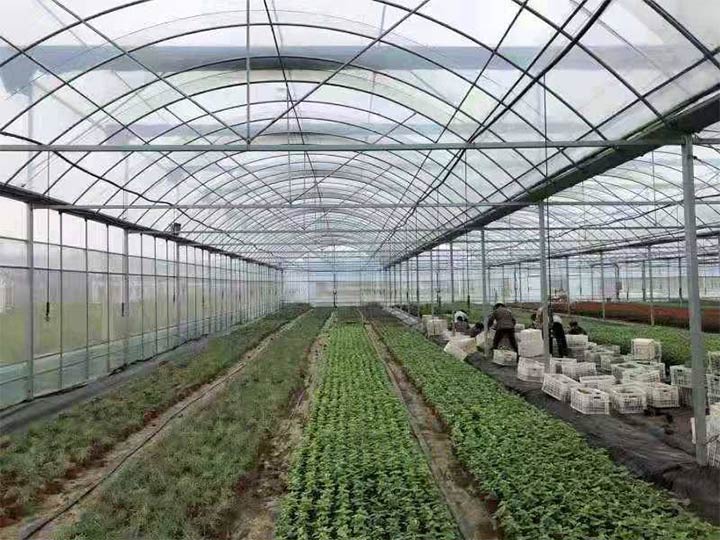 Onion greenhouse