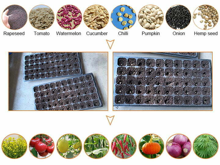 Vegetable Seedling and Planting