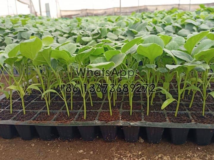 Indian-customer-vegetable-seedlings